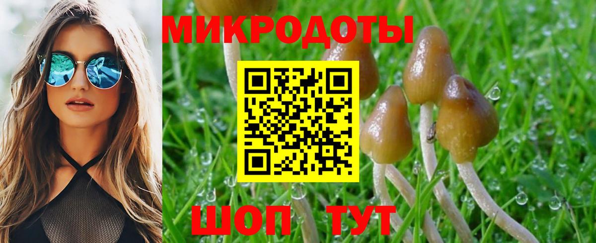 Псилоцибиновые грибы Psilocybe Искитим